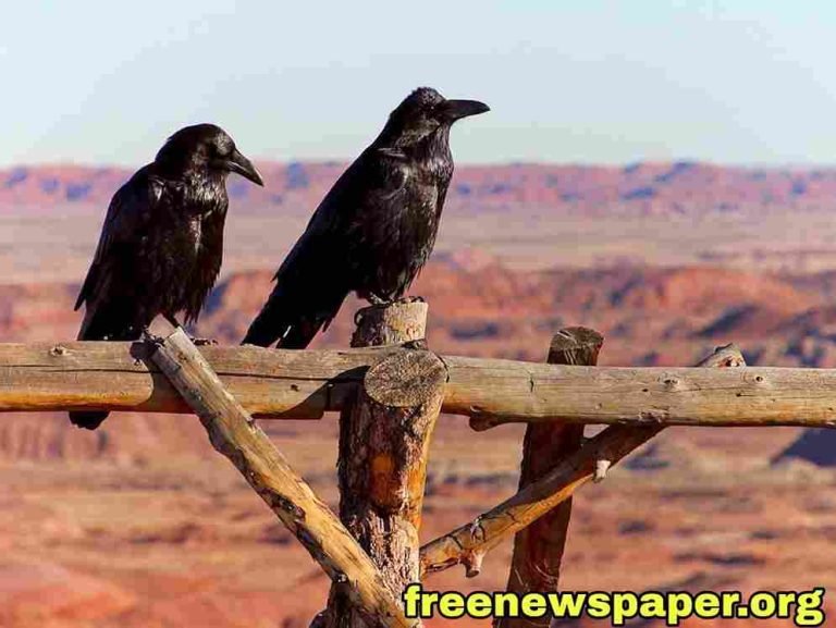 Crows Gathering in Large Numbers Spiritual Meaning