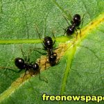 Spiritual Meaning of Dreaming About Ants