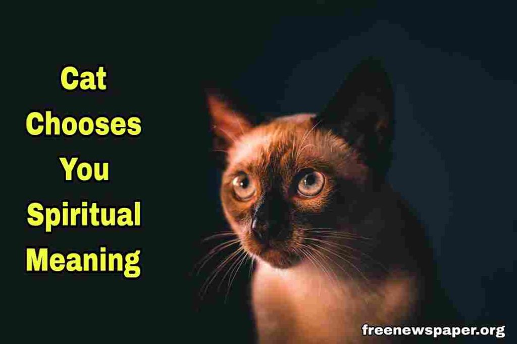 When a Stray Cat Chooses You Spiritual Meaning 